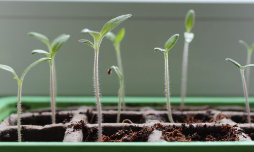 Keimlinge aus Bio-Samen wachsen in ihren Töpfen